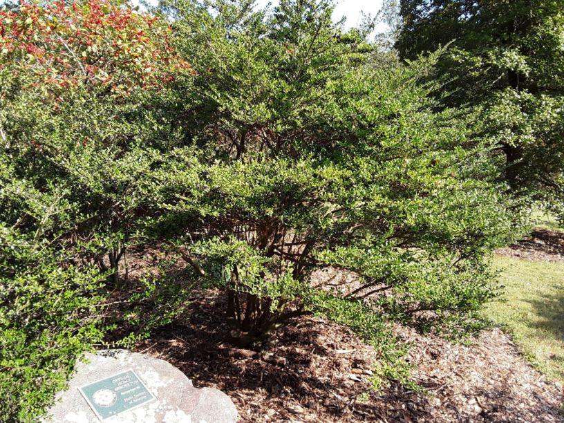 Ilex Crenata Excelsa Schwoebel - View 16 from www redcrocus com