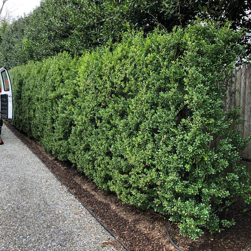 Ilex Crenata Excelsa Schwoebel - View 1 from www redcrocus com