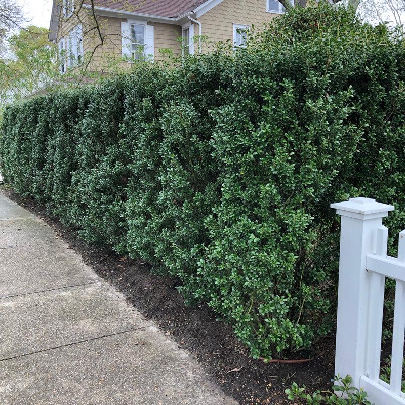 Ilex Crenata Excelsa Schwoebel - View 2 from www redcrocus com