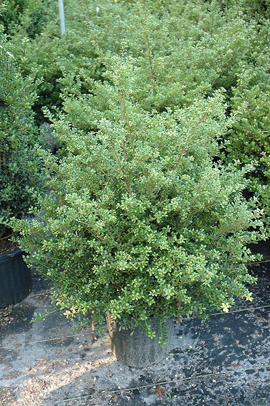 Ilex Crenata Excelsa Schwoebel - View 3 from www redcrocus com