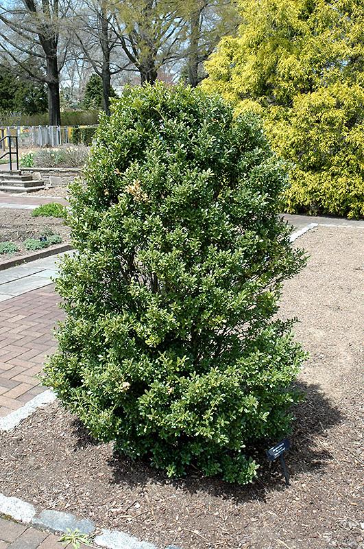Ilex Crenata Excelsa Schwoebel - View 4 from www redcrocus com