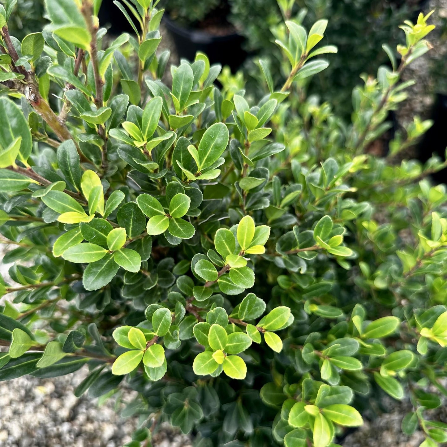 Ilex Crenata Excelsa Schwoebel - View 6 from www redcrocus com