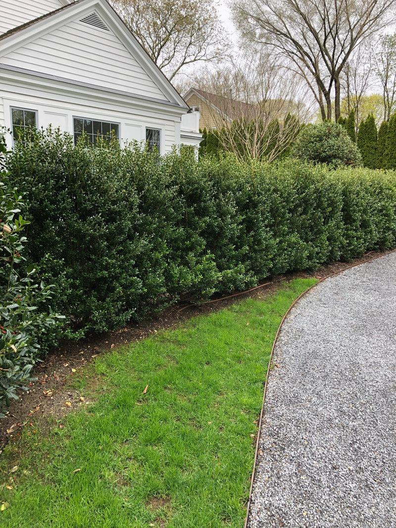 Ilex Crenata Excelsa Schwoebel - View 7 from www redcrocus com