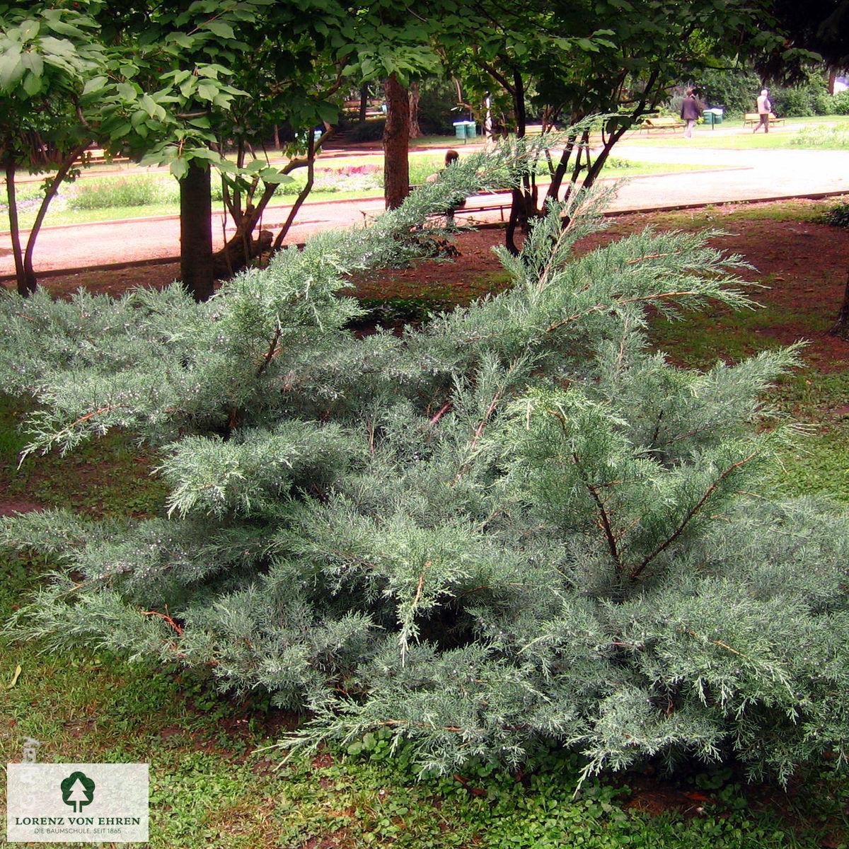 Juniperus Virginiana Grey Owl - View 16 from www redcrocus com