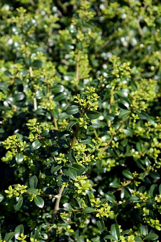 Ilex Crenata Green Lustre - View 10 from www redcrocus com