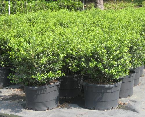 Ilex Crenata Green Lustre - View 11 from www redcrocus com