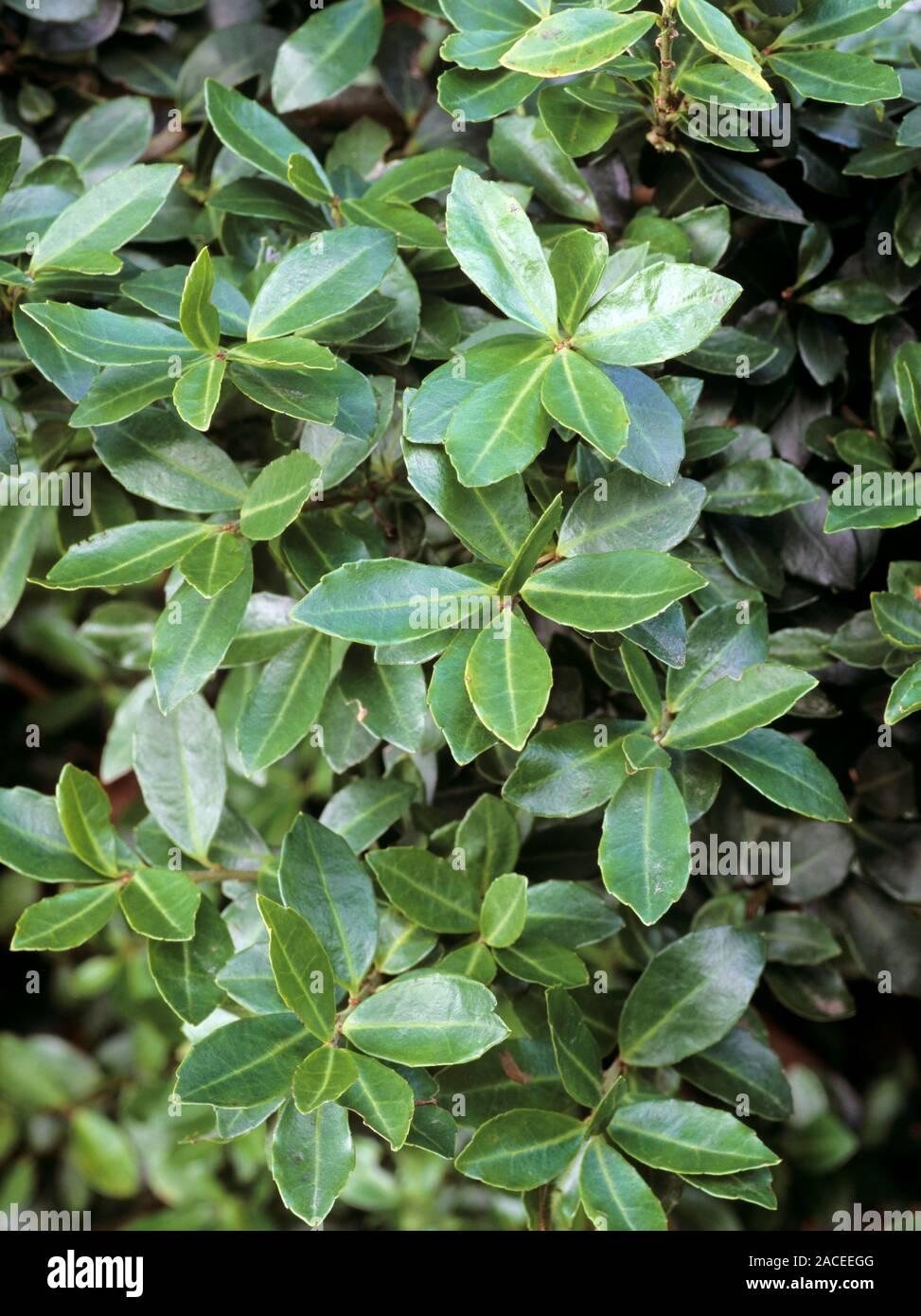 Ilex Crenata Green Lustre - View 13 from www redcrocus com