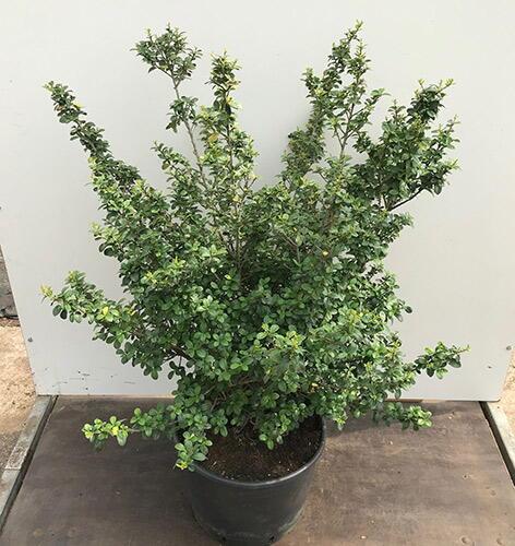Ilex Crenata Green Lustre - View 14 from www redcrocus com