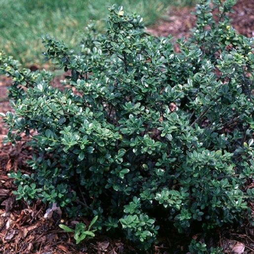Ilex Crenata Green Lustre - View 15 from www redcrocus com