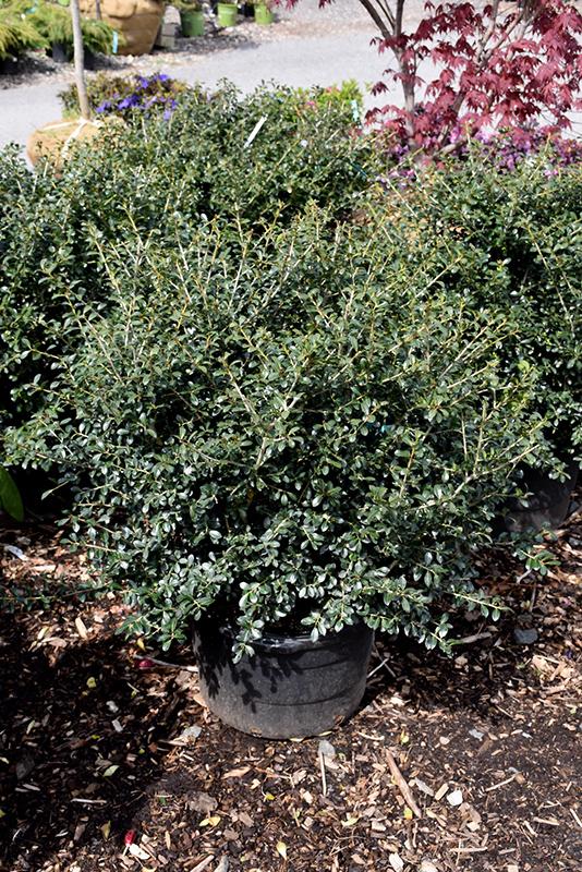 Ilex Crenata Green Lustre - View 16 from www redcrocus com