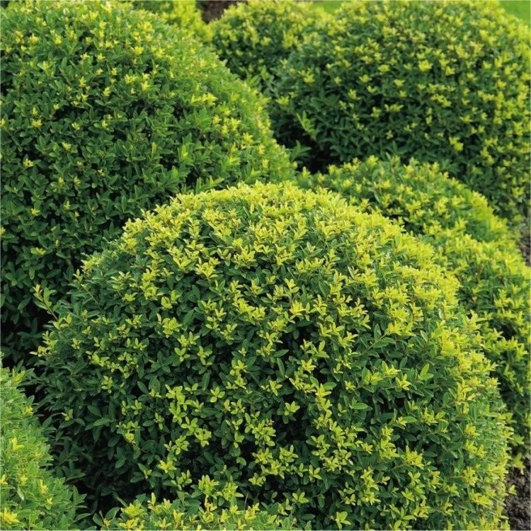 Ilex Crenata Green Lustre - View 18 from www redcrocus com