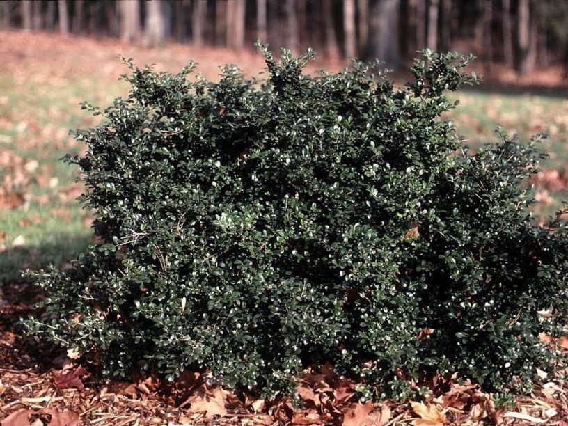 Ilex Crenata Green Lustre - View 19 from www redcrocus com