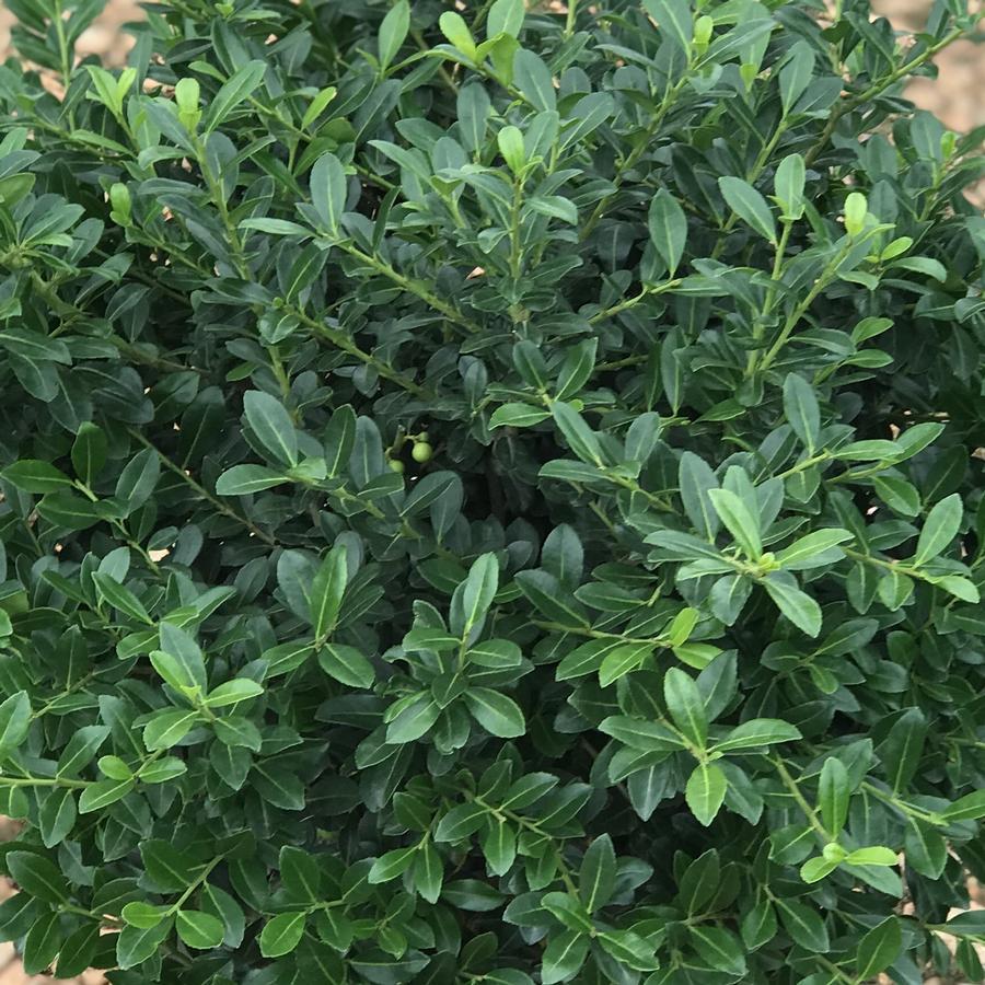 Ilex Crenata Green Lustre - View 1 from www redcrocus com