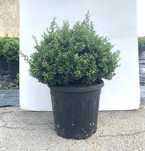 Ilex Crenata Green Lustre - View 20 from www redcrocus com