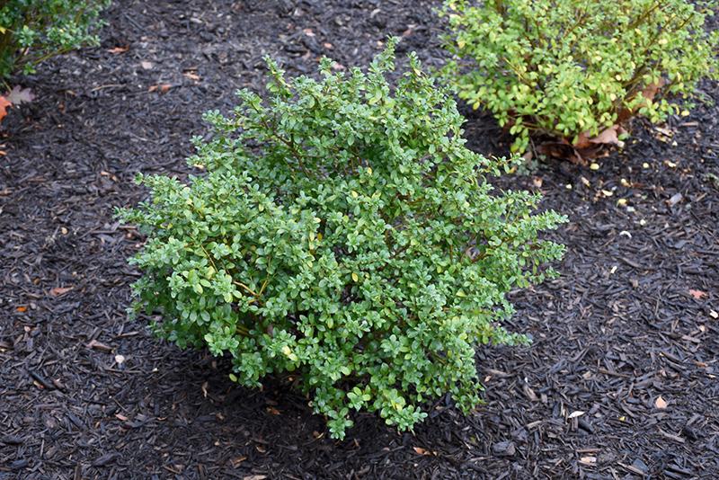 Ilex Crenata Green Lustre - View 2 from www redcrocus com