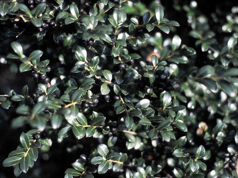 Ilex Crenata Green Lustre - View 3 from www redcrocus com