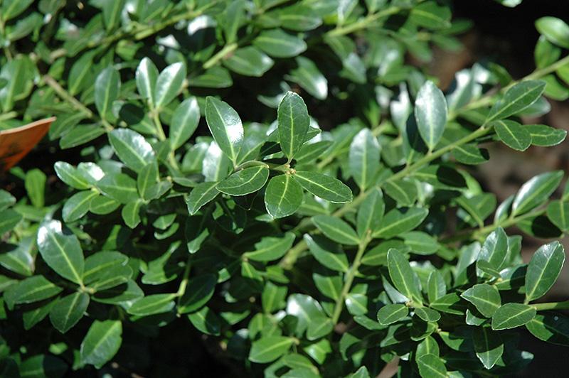 Ilex Crenata Green Lustre - View 4 from www redcrocus com