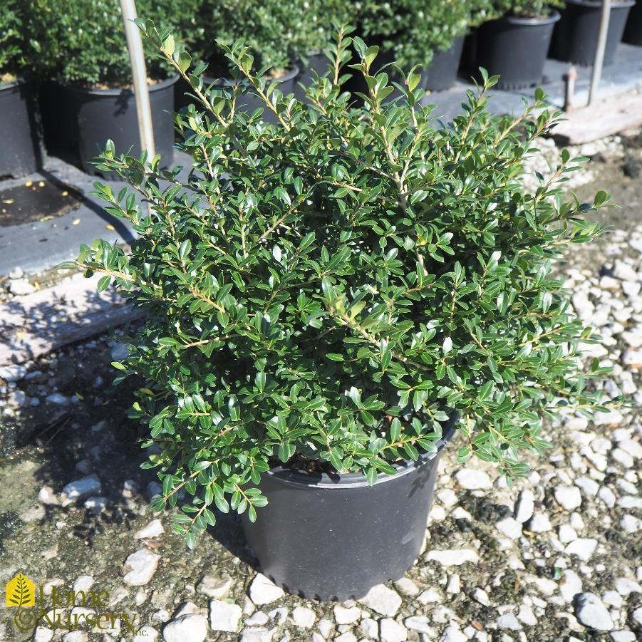 Ilex Crenata Green Lustre - View 5 from www redcrocus com