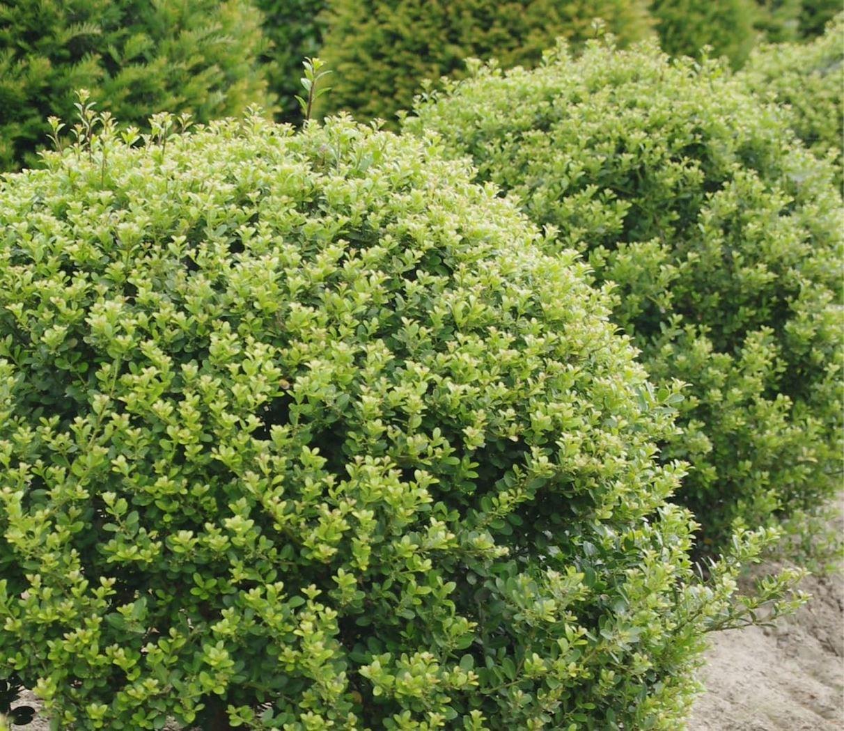 Ilex Crenata Green Lustre - View 6 from www redcrocus com