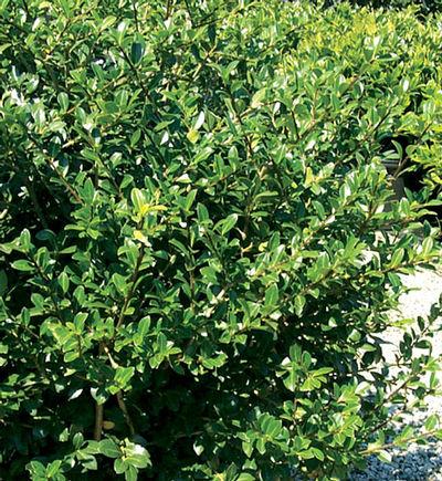 Ilex Crenata Green Lustre - View 7 from www redcrocus com