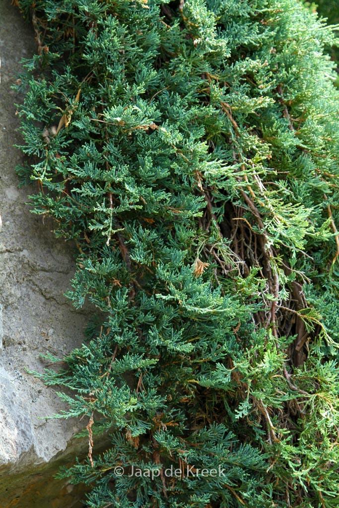 Juniperus Horizontalis Wiltonii - View 18 from www redcrocus com