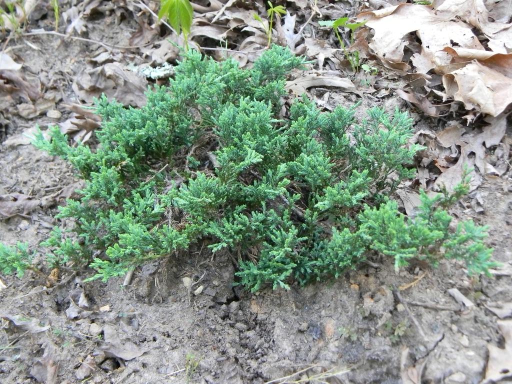 Juniperus Horizontalis Wiltonii - View 9 from www redcrocus com