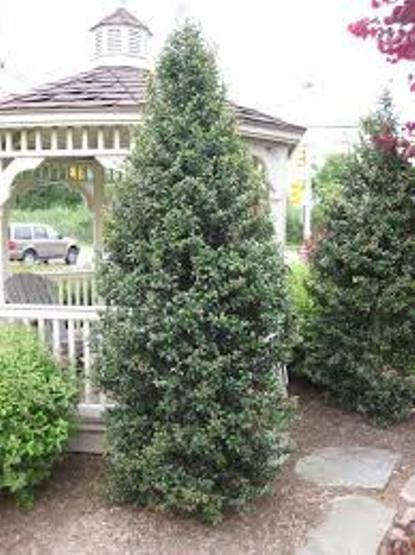 Ilex Aquipernyi Dragon Lady - View 15 from www redcrocus com