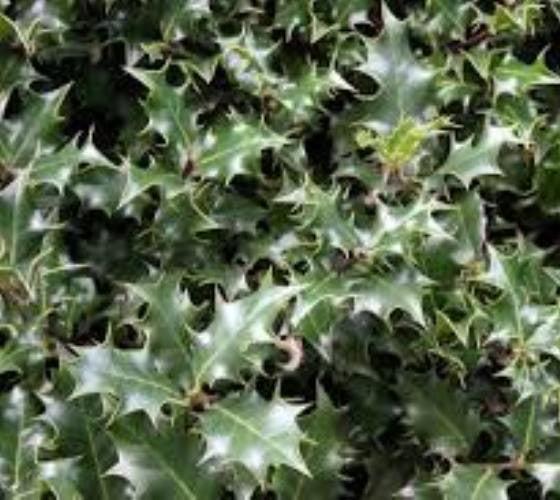 Ilex Aquipernyi Dragon Lady - View 16 from www redcrocus com