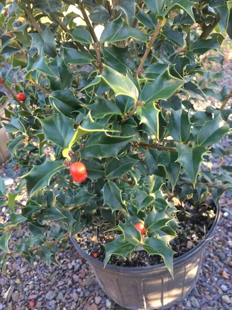 Ilex Aquipernyi Dragon Lady - View 4 from www redcrocus com