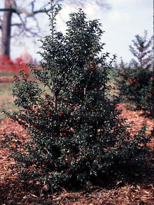 Ilex Aquipernyi Dragon Lady - View 5 from www redcrocus com