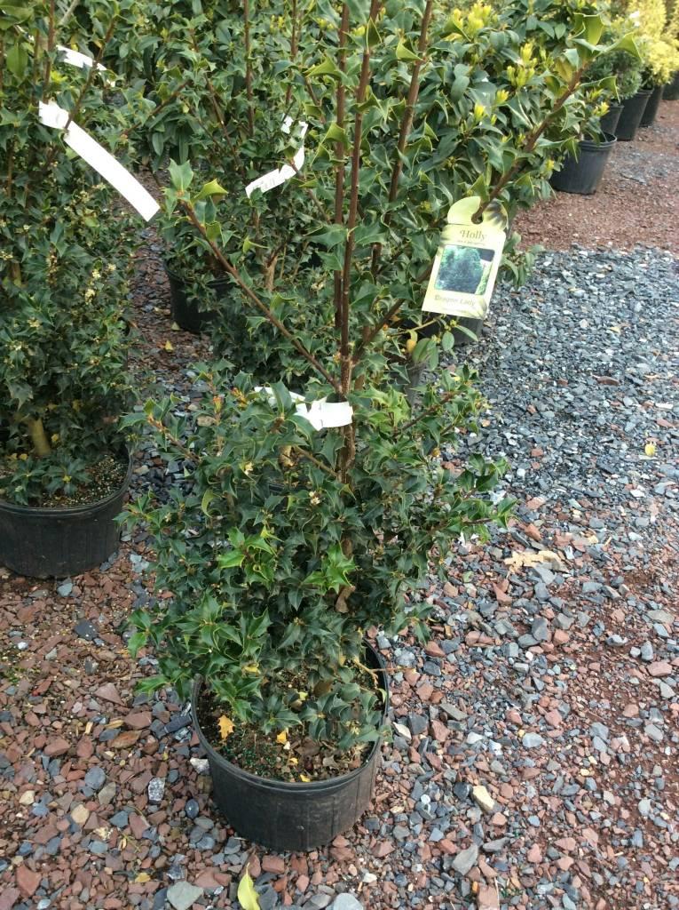 Ilex Aquipernyi Dragon Lady - View 6 from www redcrocus com