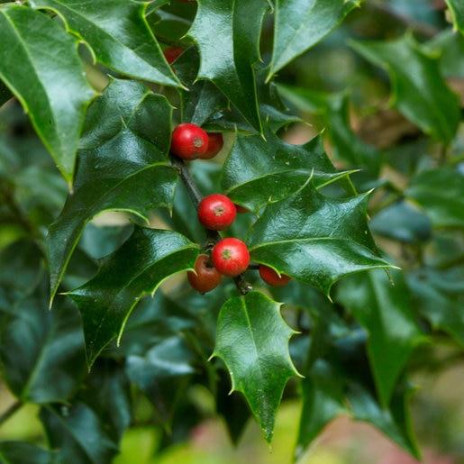 Ilex Aquipernyi Dragon Lady - View 8 from www redcrocus com