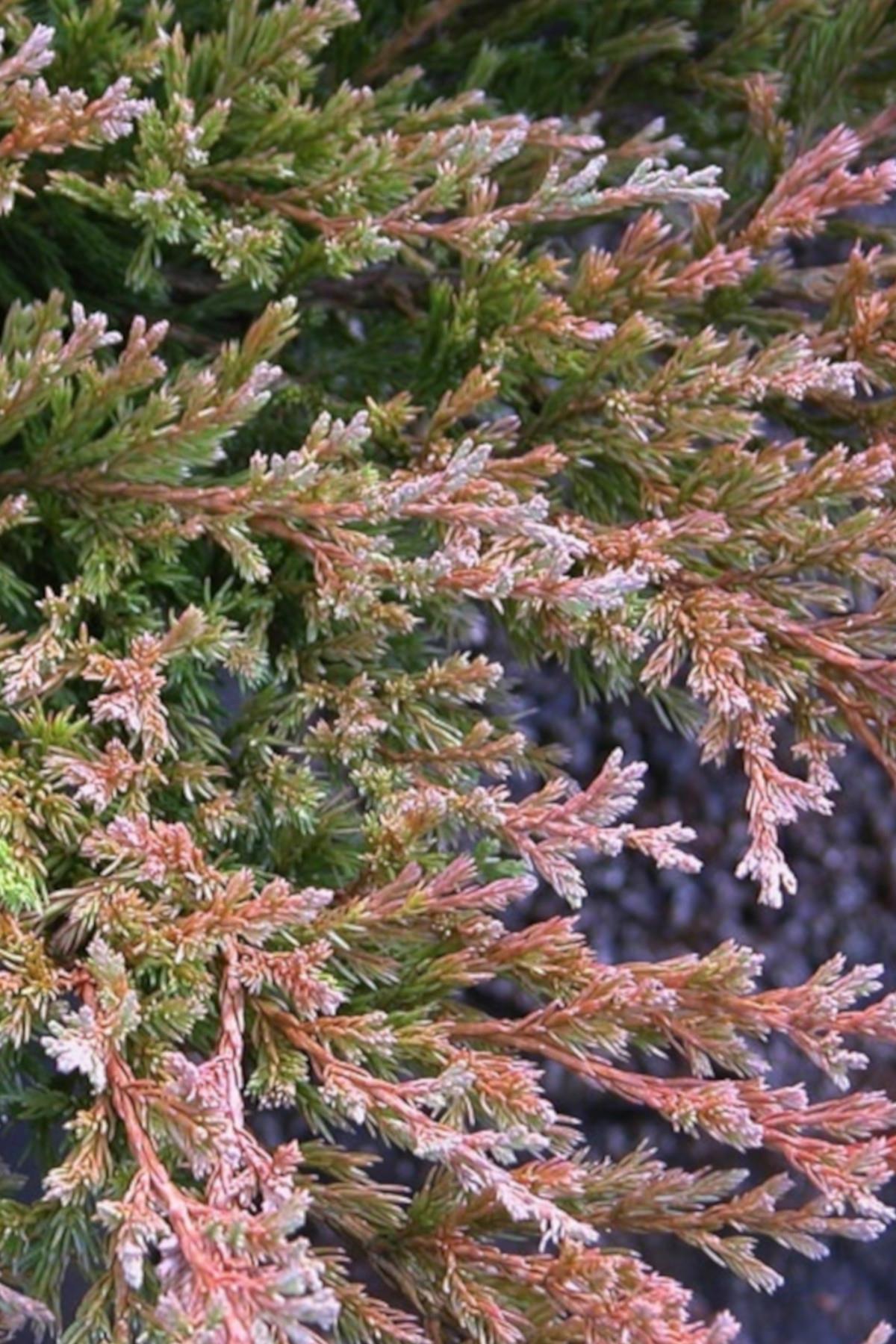 Juniperus Horizontalis Youngstown - View 12 from www redcrocus com