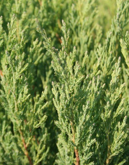 Juniperus Horizontalis Youngstown - View 14 from www redcrocus com