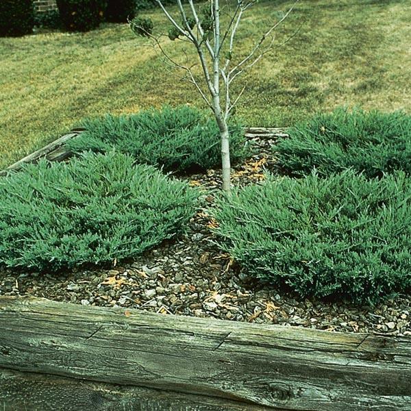 Juniperus Horizontalis Youngstown - View 4 from www redcrocus com