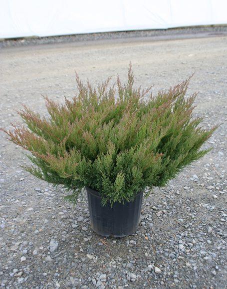 Juniperus Horizontalis Youngstown - View 6 from www redcrocus com