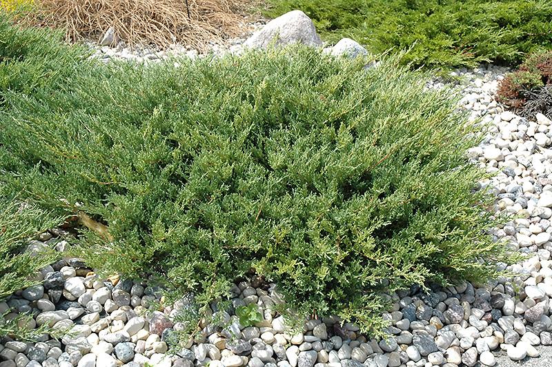 Juniperus Horizontalis Youngstown - View 7 from www redcrocus com
