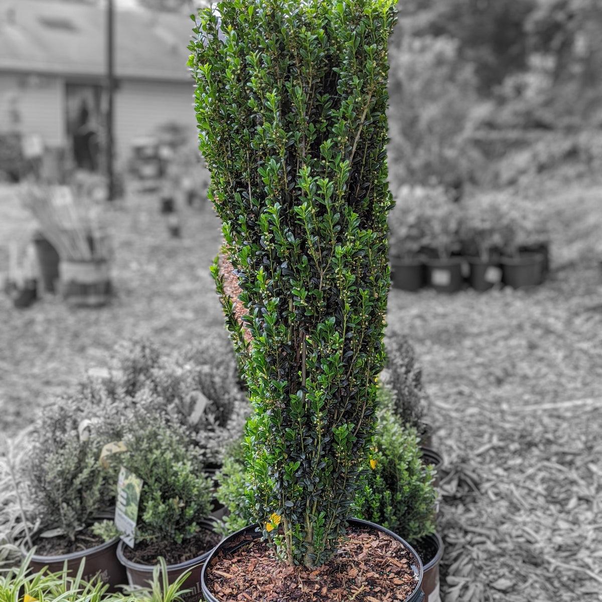 Ilex Crenata Sky Pencil - View 11 from www redcrocus com