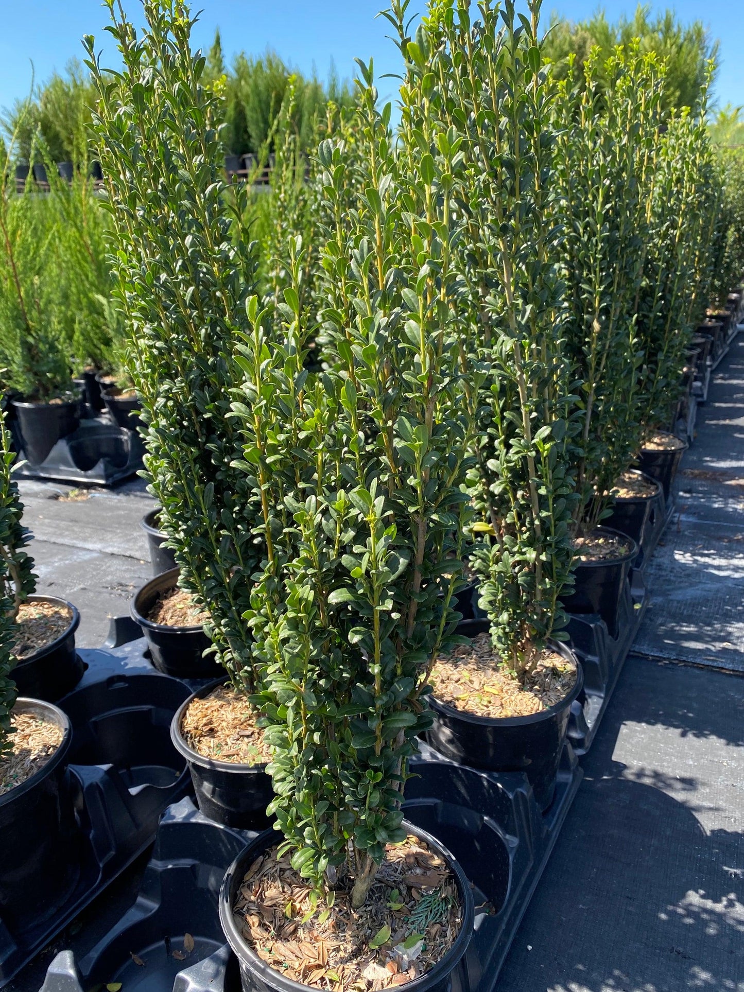 Ilex Crenata Sky Pencil - View 12 from www redcrocus com