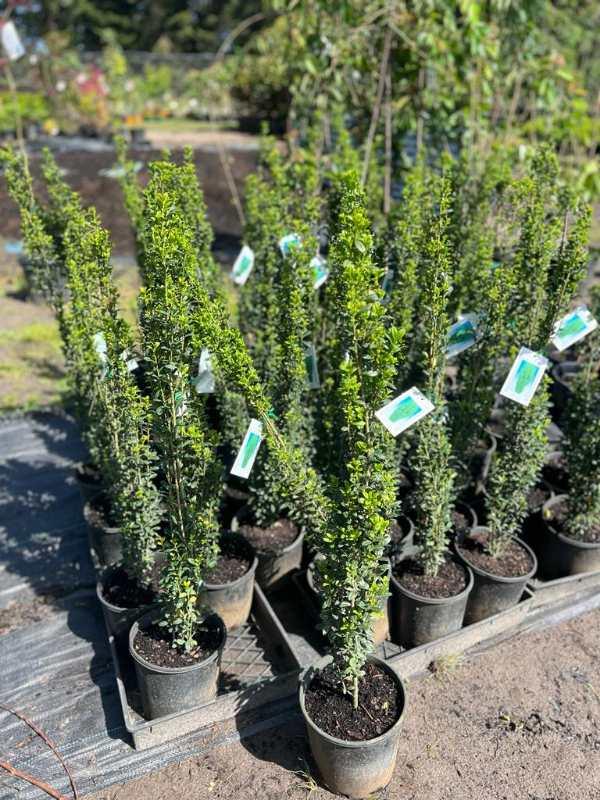 Ilex Crenata Sky Pencil - View 8 from www redcrocus com