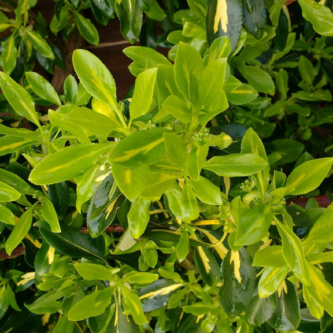 Euonymus Fortunei Coloratus - View 11 from www redcrocus com