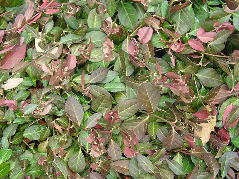 Euonymus Fortunei Coloratus - View 14 from www redcrocus com