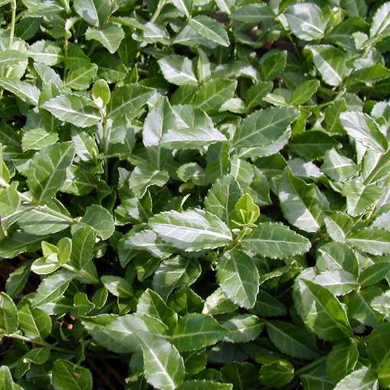 Euonymus Fortunei Coloratus - View 14 from www redcrocus com