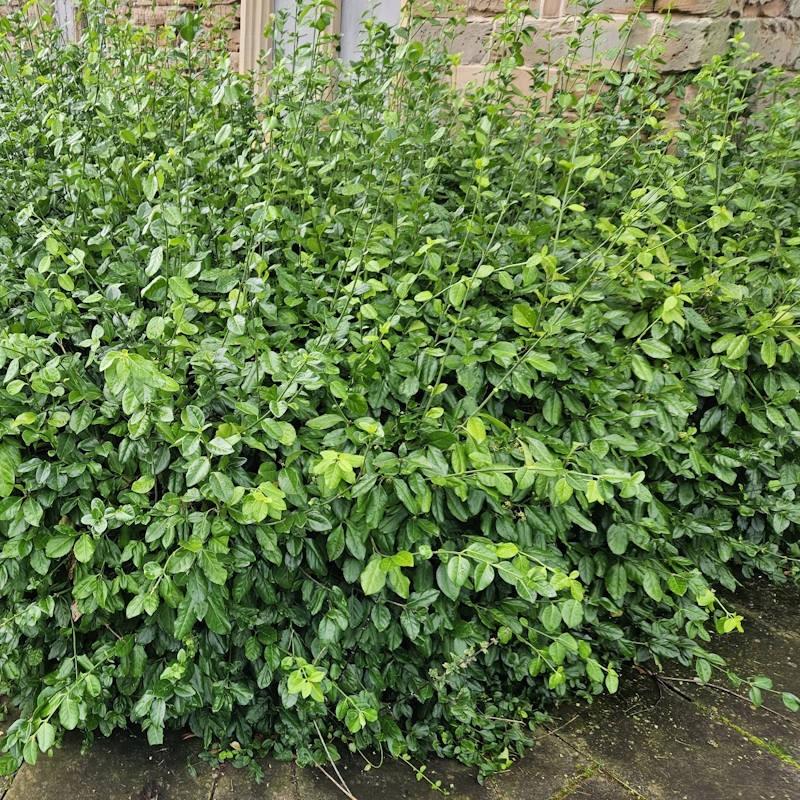 Euonymus Fortunei Coloratus - View 17 from www redcrocus com