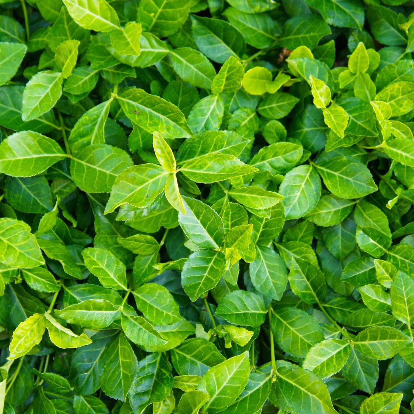 Euonymus Fortunei Coloratus - View 18 from www redcrocus com