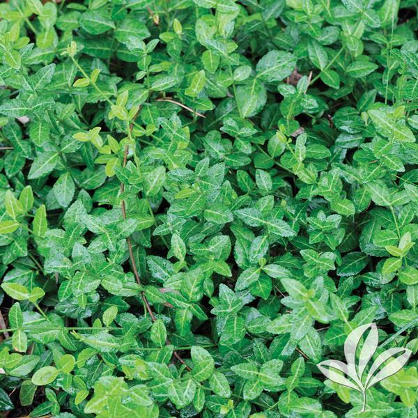 Euonymus Fortunei Coloratus - View 19 from www redcrocus com