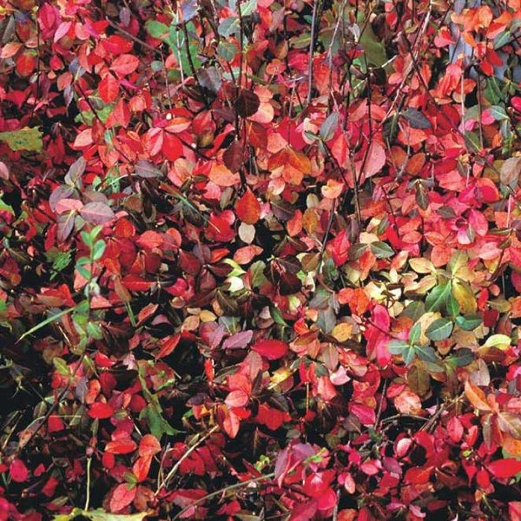 Euonymus Fortunei Coloratus - View 1 from www redcrocus com