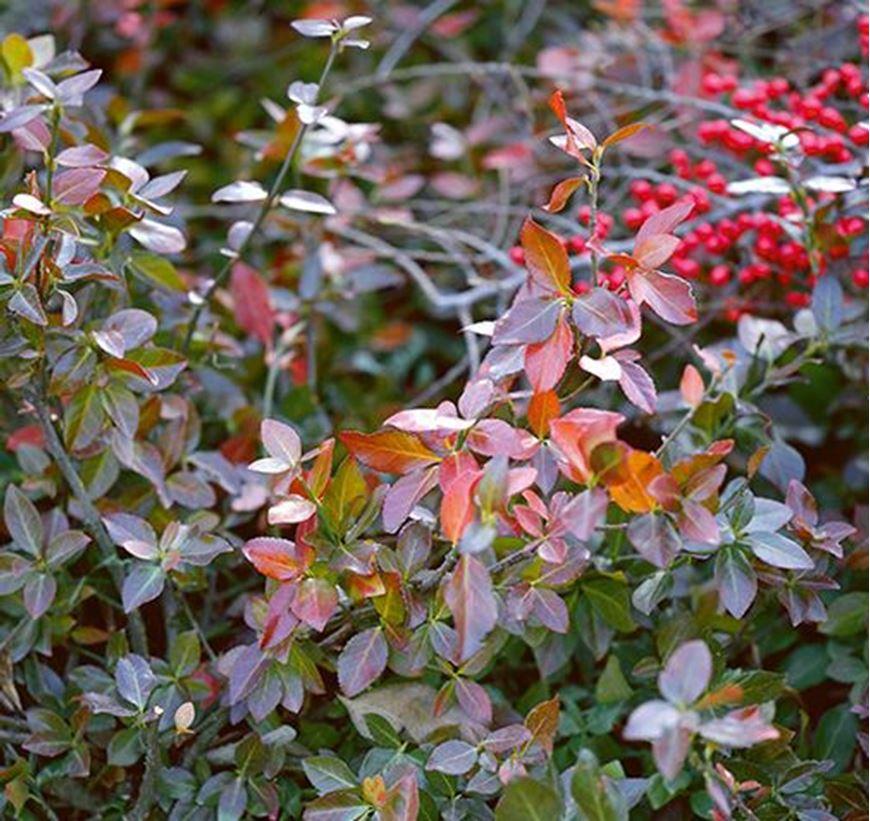 Euonymus Fortunei Coloratus - View 3 from www redcrocus com