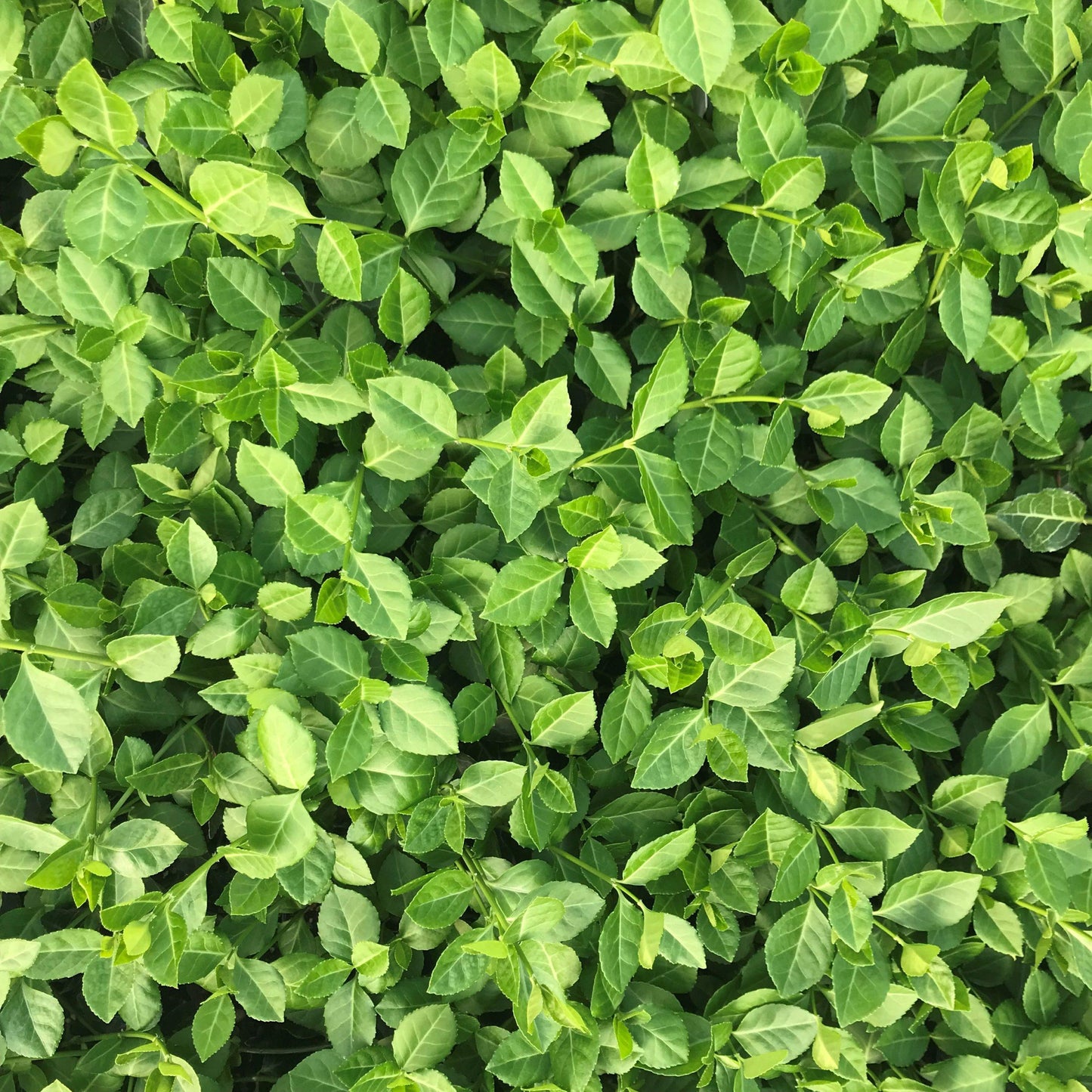 Euonymus Fortunei Coloratus - View 4 from www redcrocus com