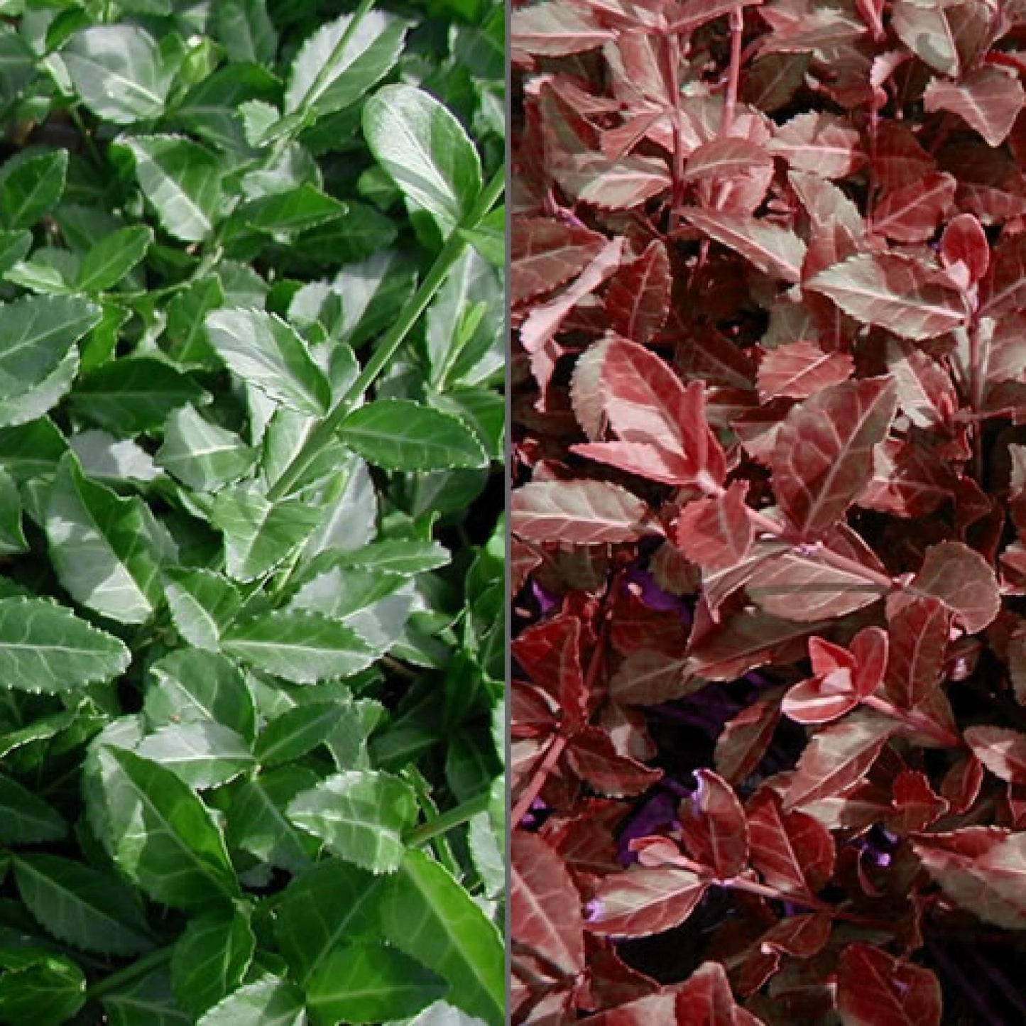 Euonymus Fortunei Coloratus - View 5 from www redcrocus com